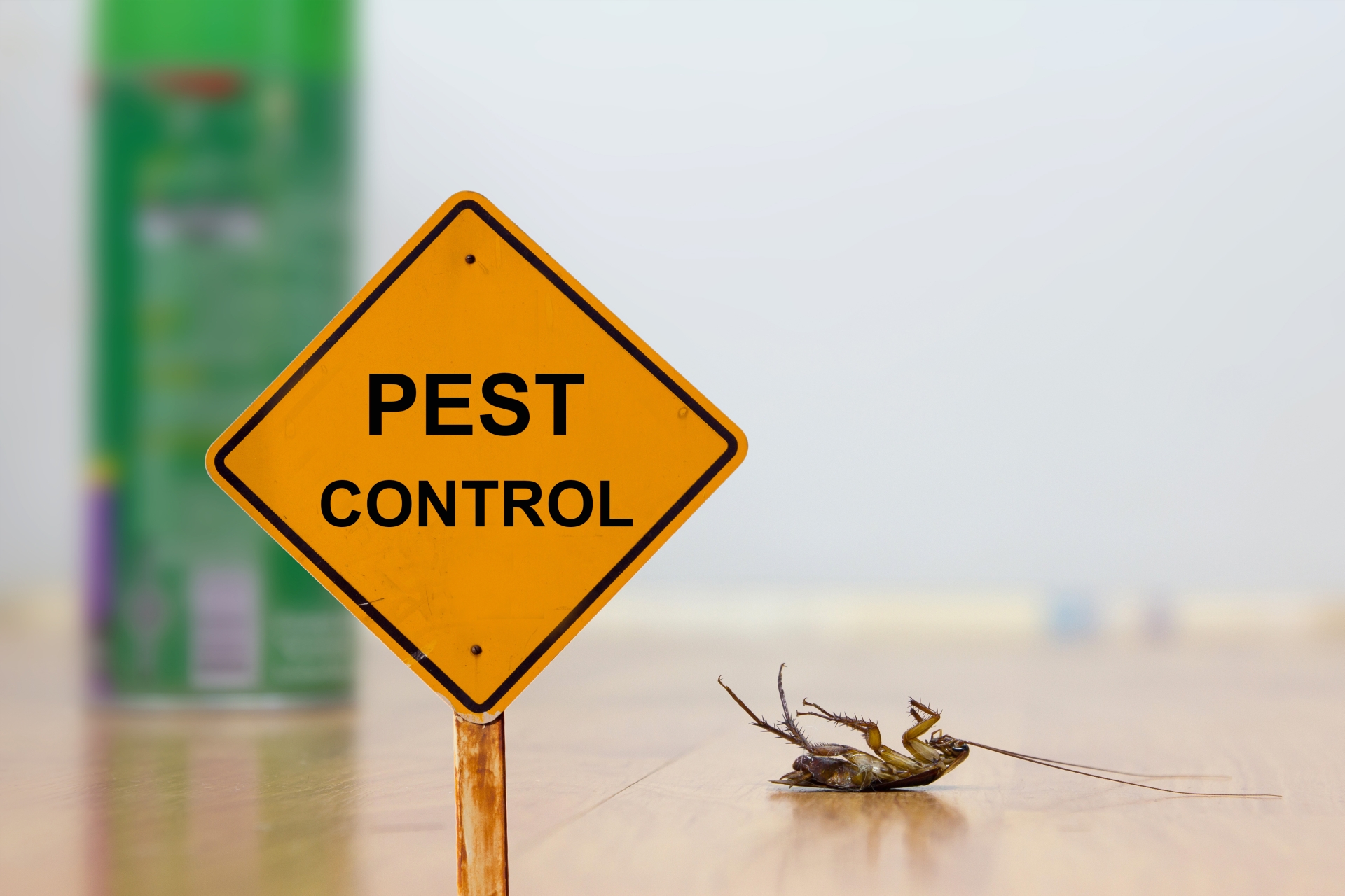 24 Hour Pest Control, Pest Control in Carshalton, Carshalton Beeches, SM5. Call Now 020 8166 9746