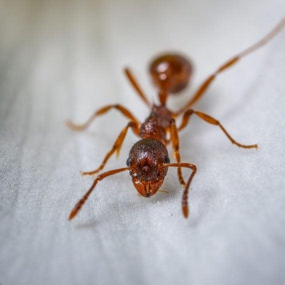 Field Ants, Pest Control in Carshalton, Carshalton Beeches, SM5. Call Now! 020 8166 9746