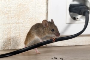 Mice Control, Pest Control in Carshalton, Carshalton Beeches, SM5. Call Now 020 8166 9746