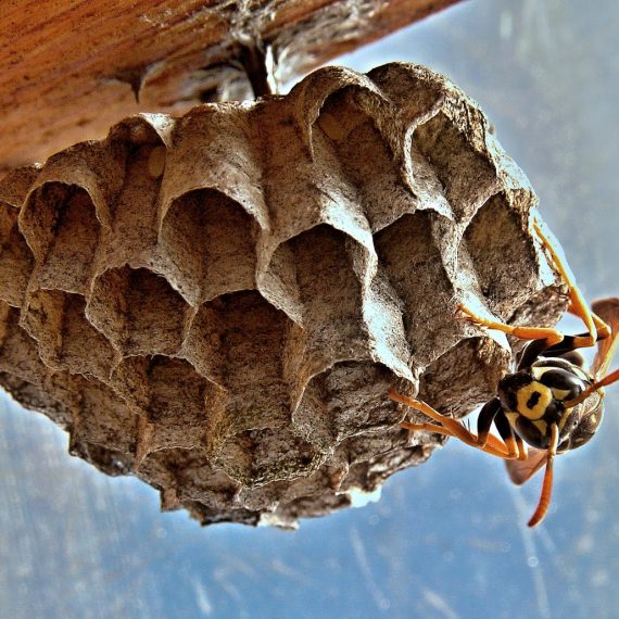 Wasps Nest, Pest Control in Carshalton, Carshalton Beeches, SM5. Call Now! 020 8166 9746