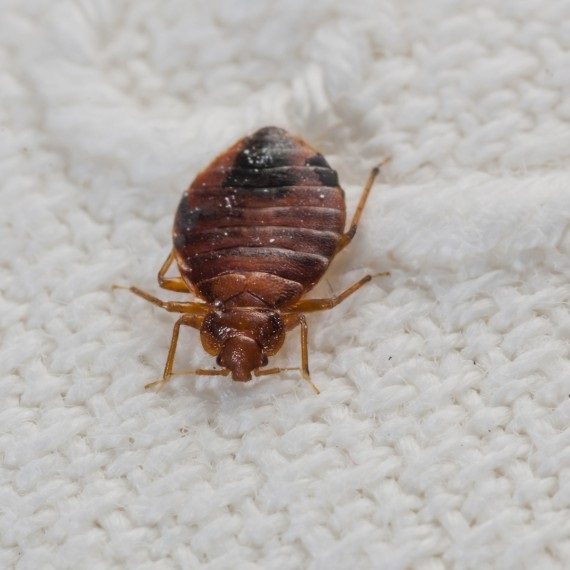 Bed Bugs, Pest Control in Carshalton, Carshalton Beeches, SM5. Call Now! 020 8166 9746