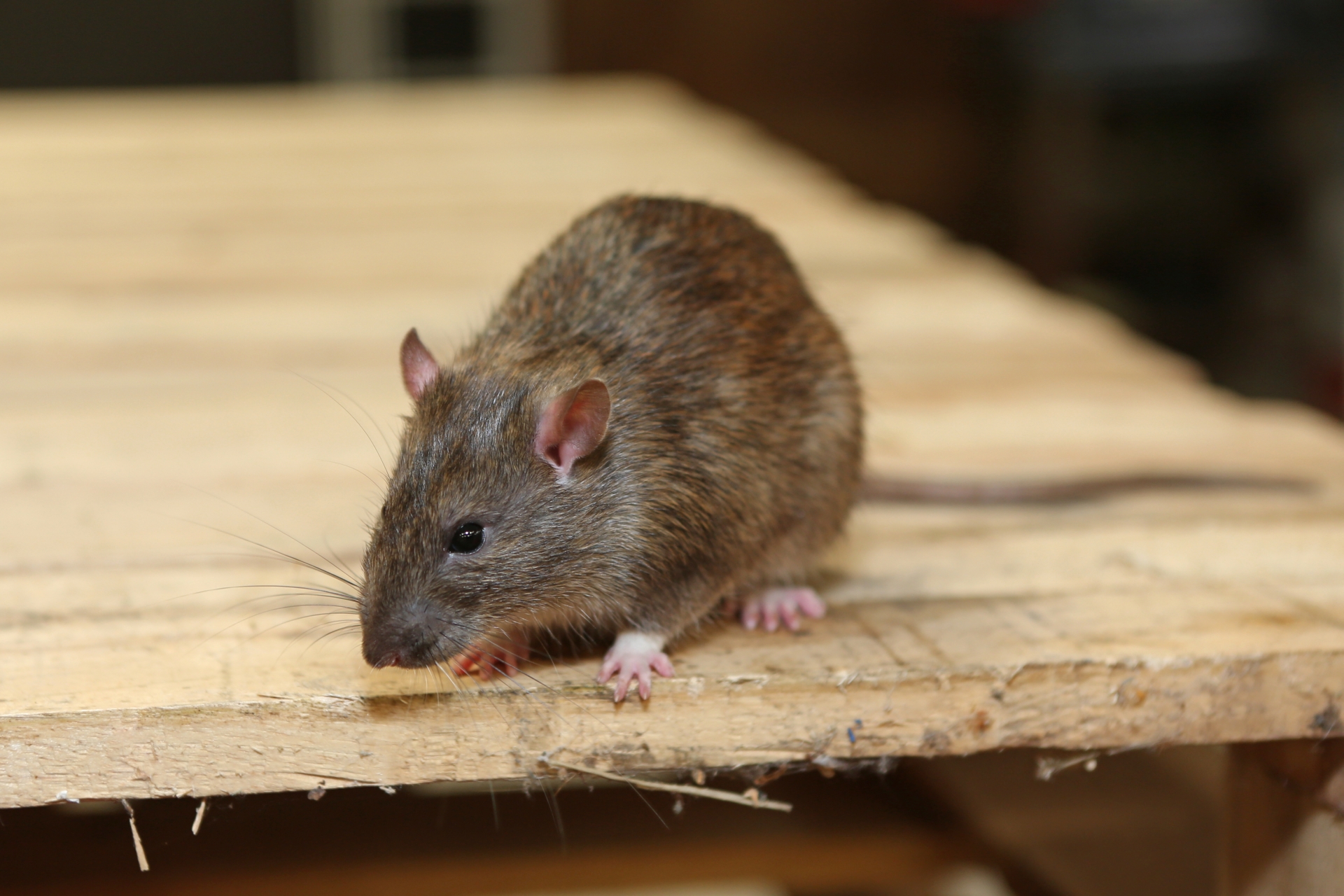 Rat extermination, Pest Control in Carshalton, Carshalton Beeches, SM5. Call Now 020 8166 9746