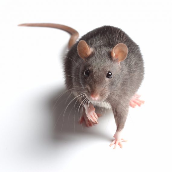 Rats, Pest Control in Carshalton, Carshalton Beeches, SM5. Call Now! 020 8166 9746