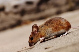 Mouse extermination, Pest Control in Carshalton, Carshalton Beeches, SM5. Call Now 020 8166 9746