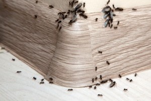 Ant Control, Pest Control in Carshalton, Carshalton Beeches, SM5. Call Now 020 8166 9746