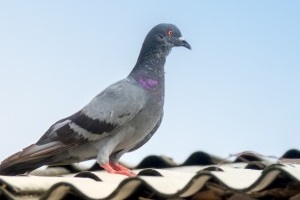 Pigeon Pest, Pest Control in Carshalton, Carshalton Beeches, SM5. Call Now 020 8166 9746